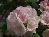img0010.jpg