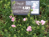 img0006.jpg