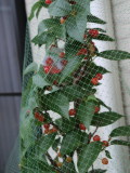 img0041.jpg