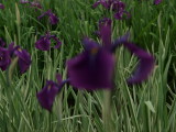 img0026.jpg