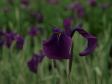 img0027.jpg