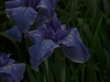 img0029.jpg