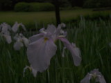 img0033.jpg