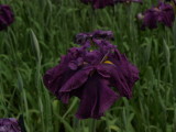 img0037.jpg