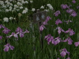 img0038.jpg