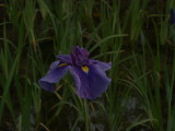 img0043.jpg