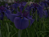 img0047.jpg