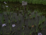 img0050.jpg