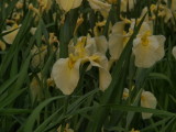 img0058.jpg