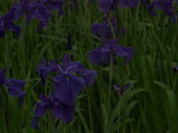 img0060.jpg