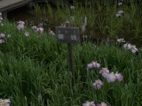img0065.jpg