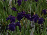 img0070.jpg
