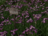 img0075.jpg
