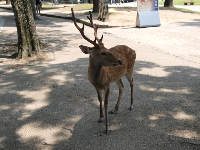 img0004.jpg