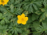 img0130.jpg