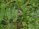 img0133.jpg