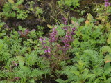 img0134.jpg