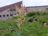 img0135.jpg