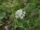 img0137.jpg