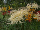 img0007.jpg