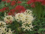 img0010.jpg