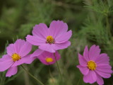 img0003.jpg