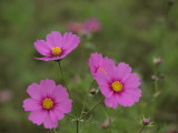 img0006.jpg