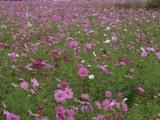 img0011.jpg