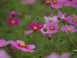 img0012.jpg