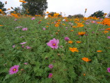 img0026.jpg