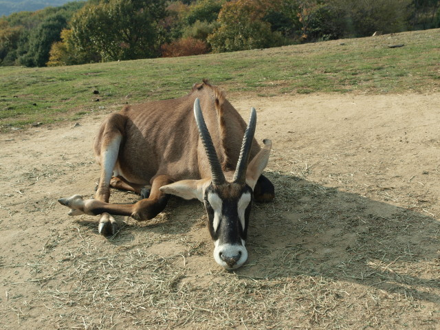 img0010.jpg