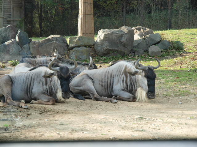 img0017.jpg