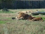 img0005.jpg