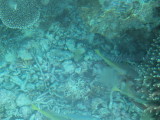 img0055.jpg