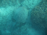 img0062.jpg