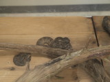 img0079.jpg