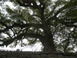img0027.jpg