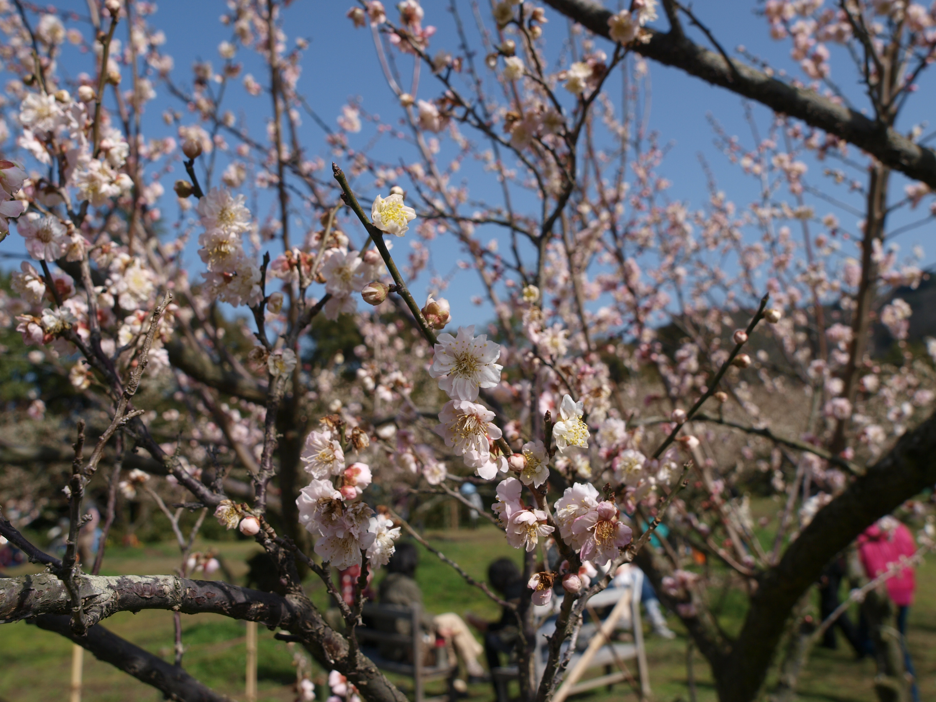 P2152850.JPG