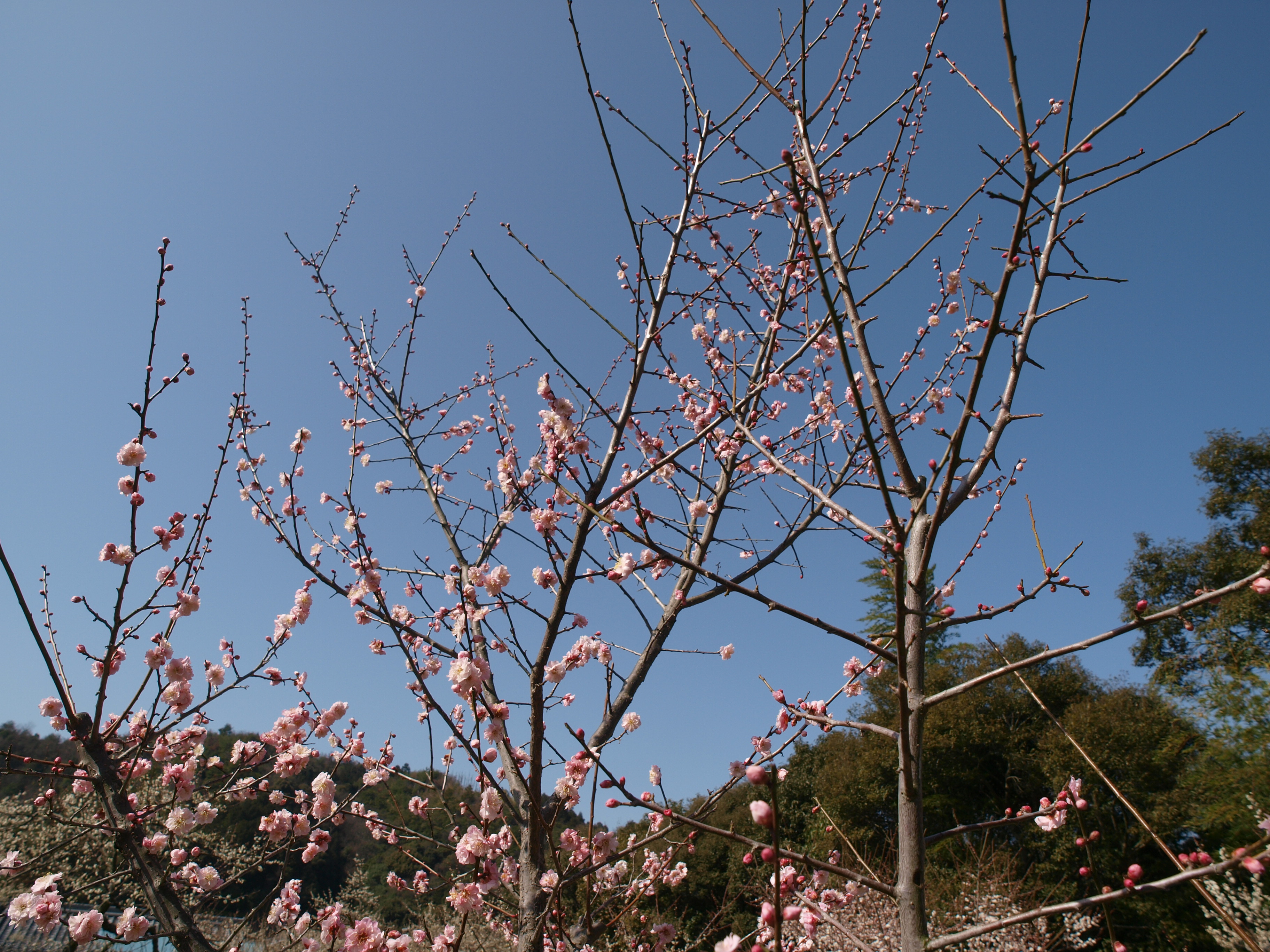 P2152852.JPG