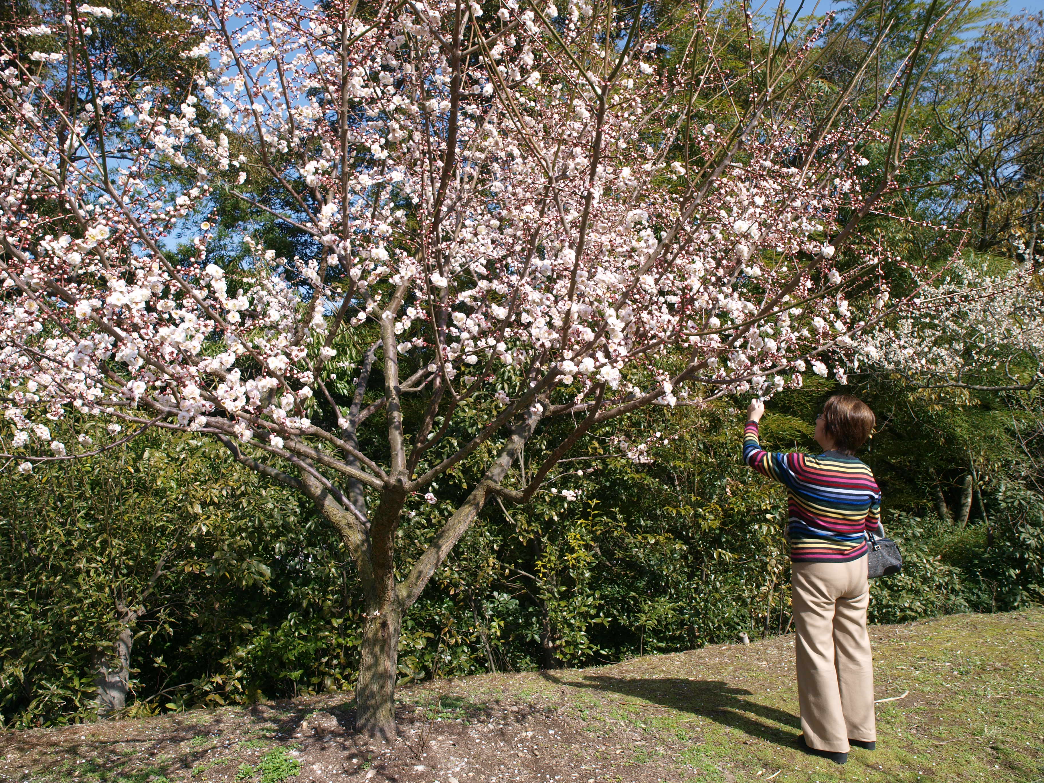 P2152857.JPG
