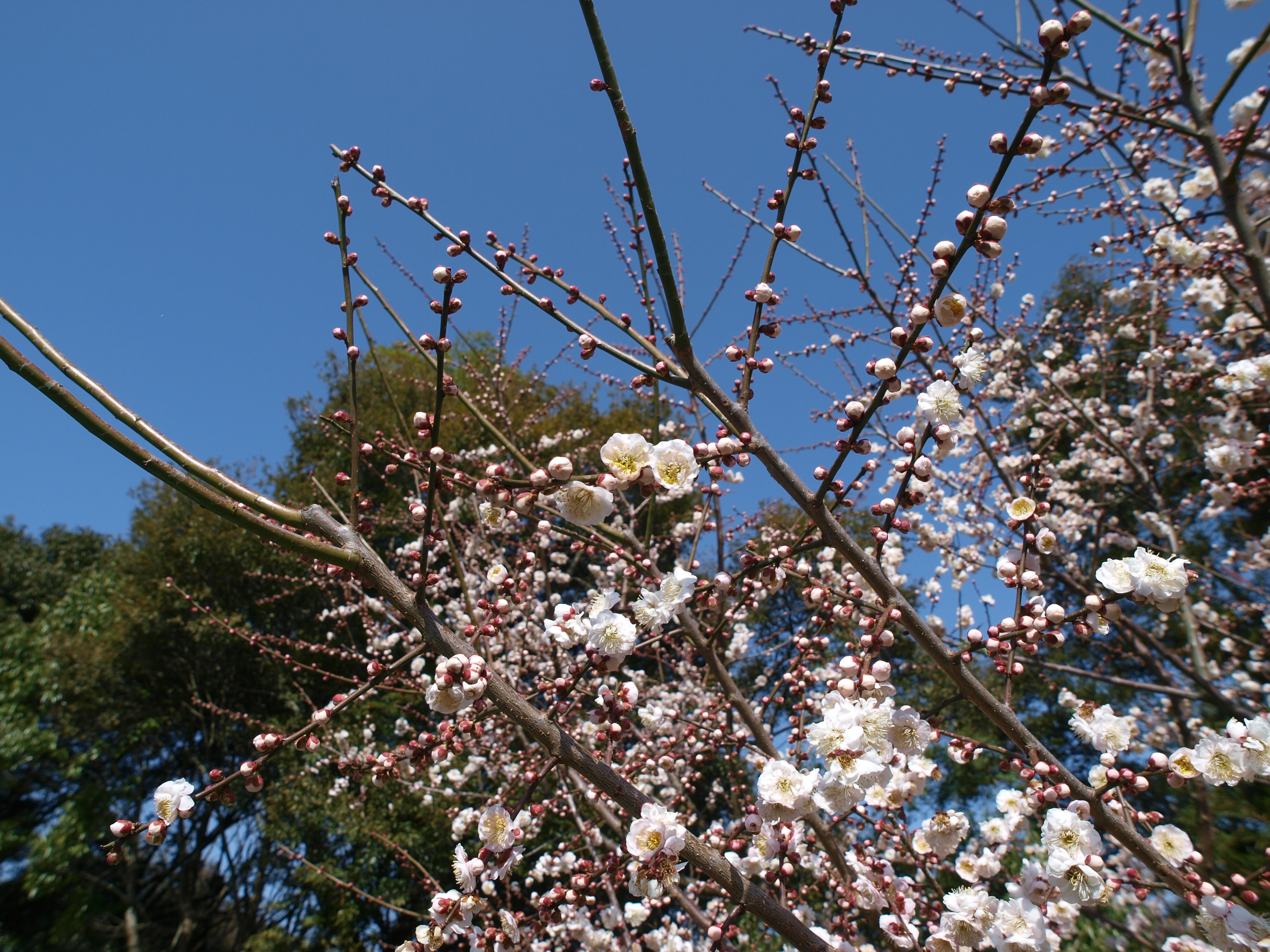 P2152858.JPG