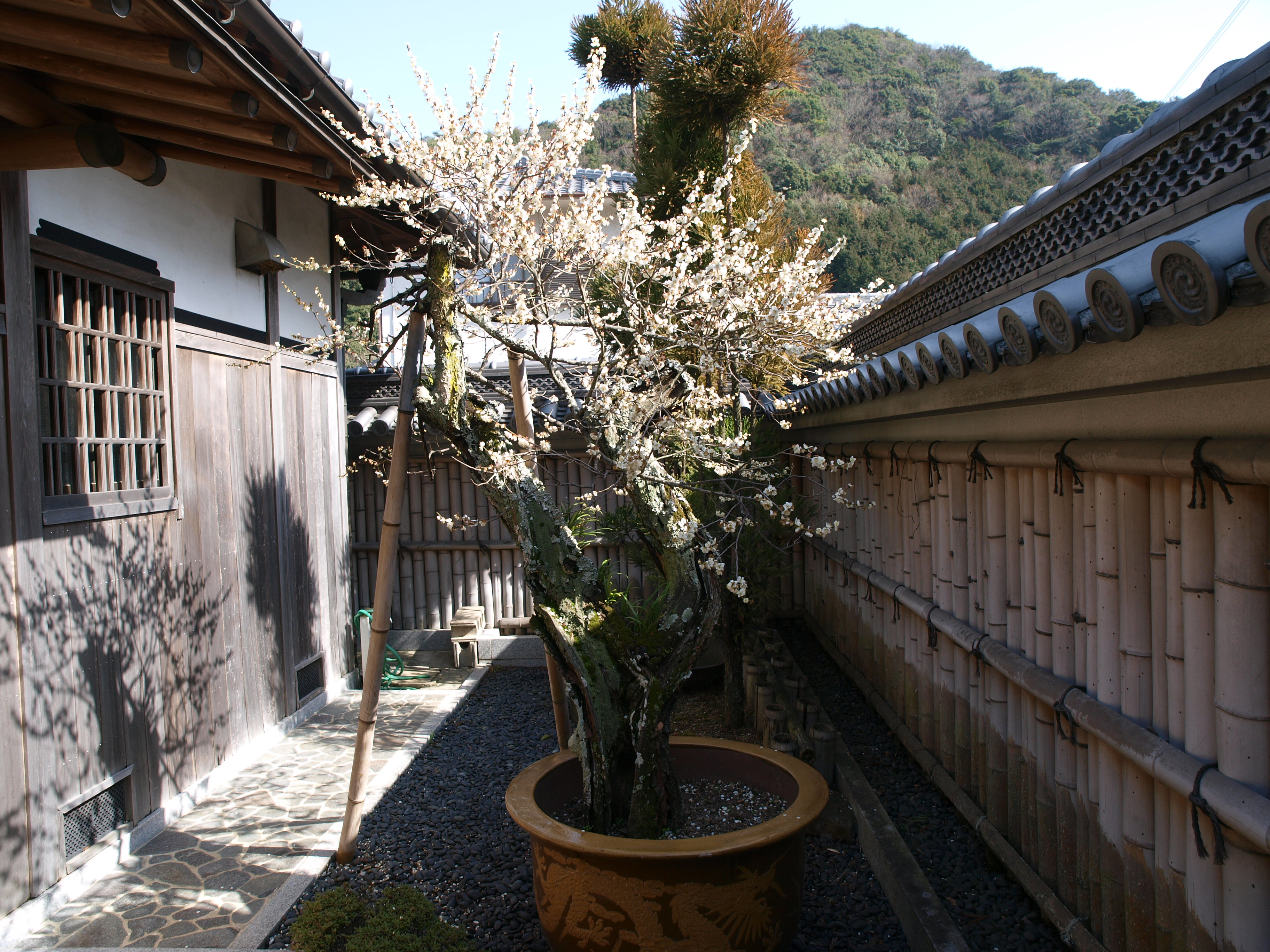 P2152864.JPG