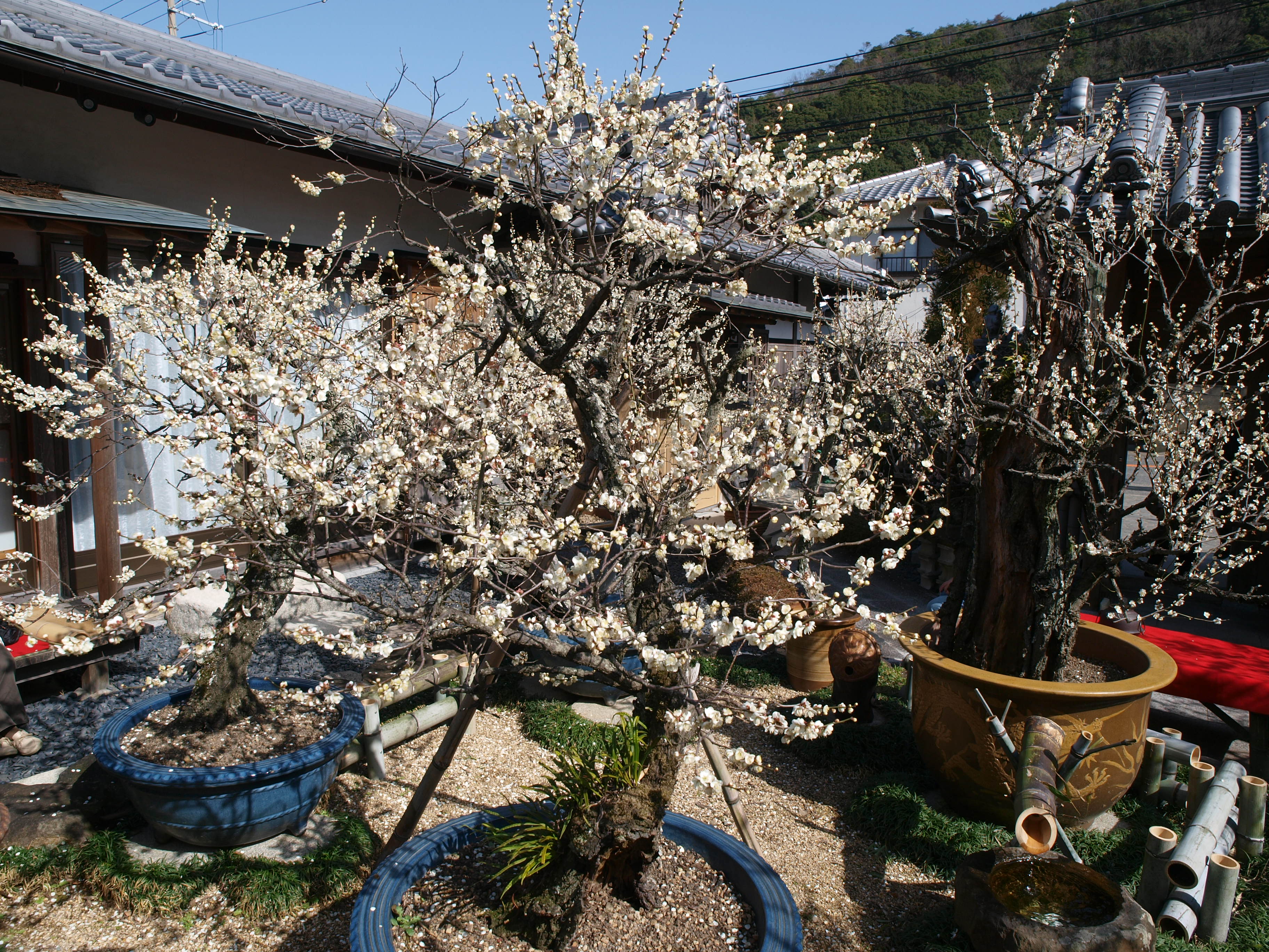 P2152868.JPG