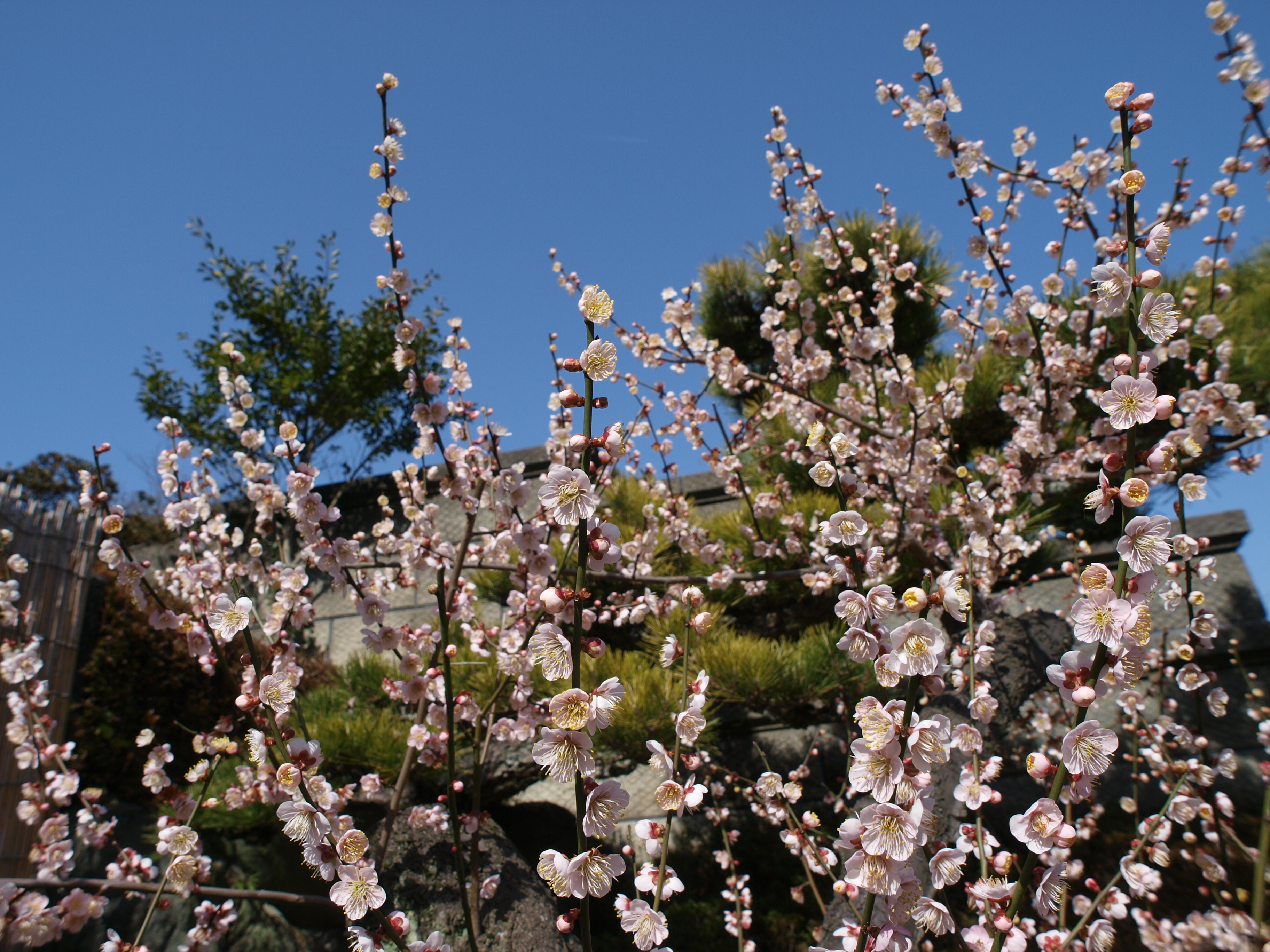 P2152875.JPG