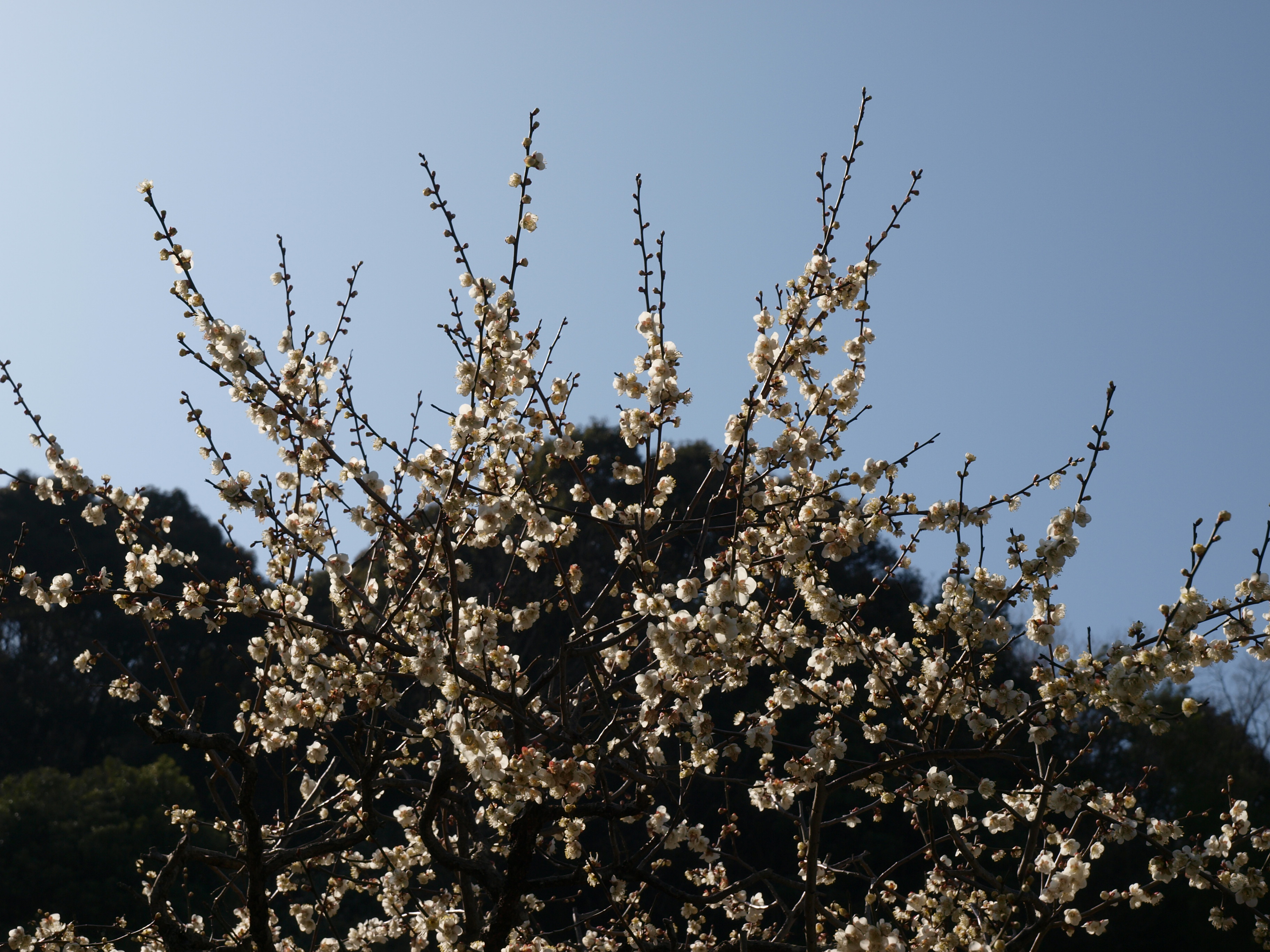 P2152880.JPG