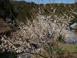 img0009.jpg