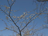 img0010.jpg