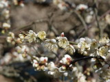 img0033.jpg