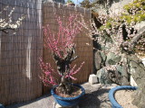 img0036.jpg