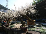 img0039.jpg